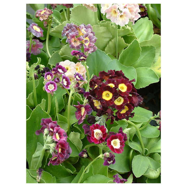 Mixed Auricula Flower Seeds for Planting – Heirloom, Non-GMO, High Germination Vibrant Garden Blooms | Neera Seeds product photo [neera-v4-7a1eb9615735cb8fbdaa]