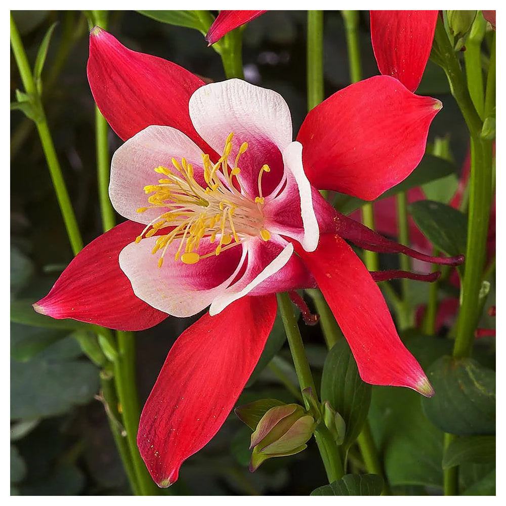 Heirloom Non-GMO Columbine Flower Seeds for Planting – Colorful Perennial Wildflower Blooms | Neera Seeds product photo [neera-v4-7a28a070bdbbcb9fa87a]