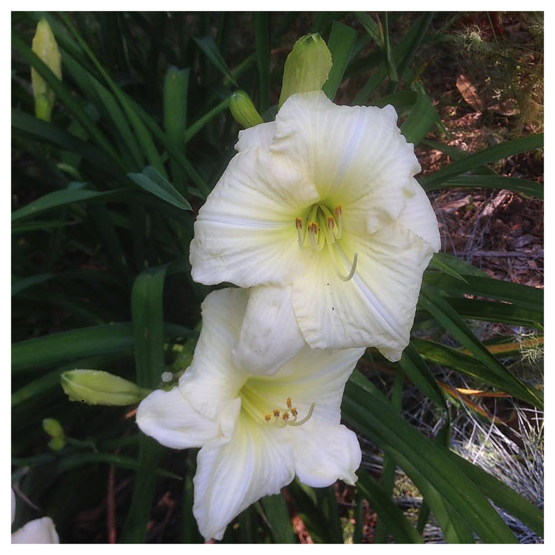 Heirloom Hemerocallis Lady Elizabeth Flower Seeds for Planting – Non-GMO Garden Blooms | Neera Seeds product photo [neera-v4-7a2939a9e3753972a5aa]