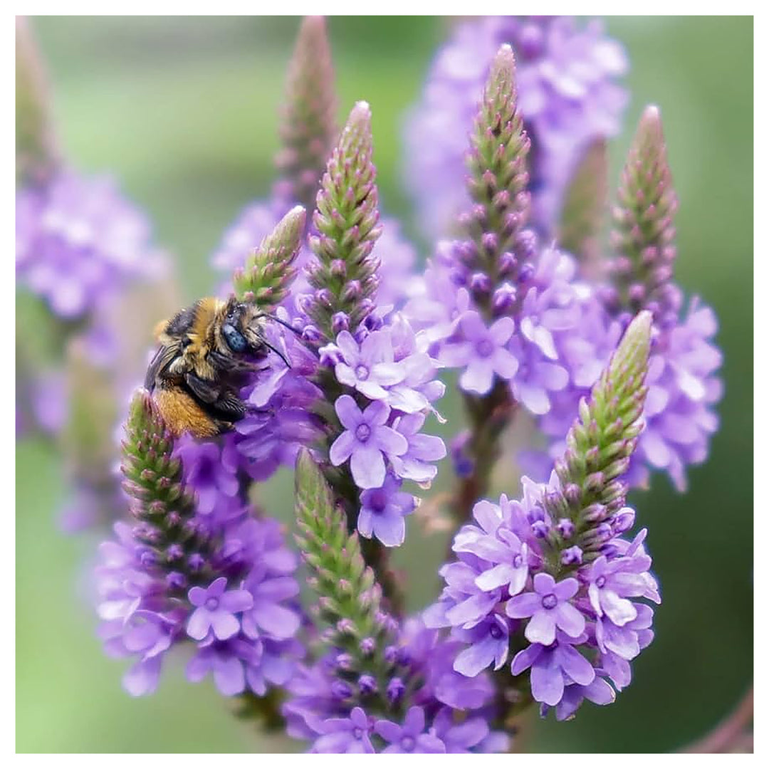Vervain Hastata Flower Seeds for Garden Planting – Heirloom, Non-GMO Hardy Wildflower Variety | Neera Seeds product photo [neera-v4-7a2eed48d0c65a847f92]