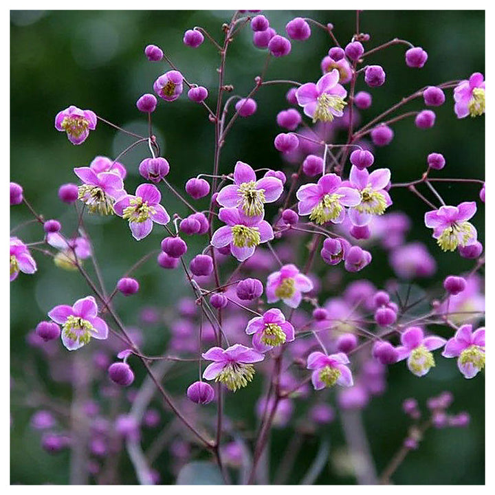 Thalictrum Flower Seeds – Heirloom, Non-GMO Seeds for Planting Delicate Airy Blooms | Neera Seeds product photo [neera-v4-7a375280d29d3123661a]