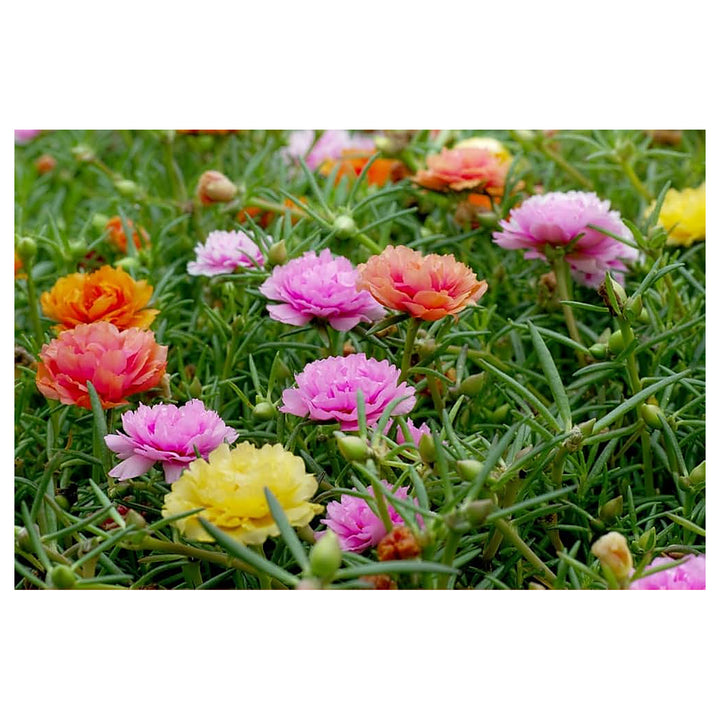 Mixed Portulaca Rose Flower Plant Seeds for Planting - Heirloom Non-GMO High Germination Organic Garden Seeds | Neera Seeds product photo [neera-v4-7a3a35e5ac195160c91e]