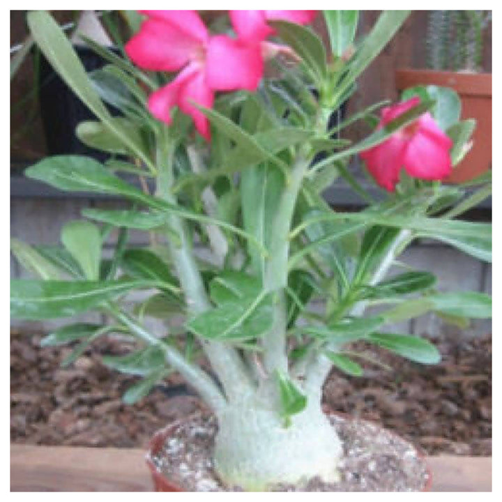 Adenium Obsum Desert Rose Viola Dor Triplo Flower Seeds Home Garden Planting, Landscape Organic | Neera Seeds product photo [neera-v4-7a3a559ffcebfd9671c0]