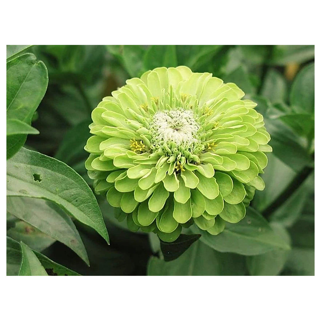 Envy Zinnia Flower Seeds for Planting – Heirloom, Non-GMO, High Germination Organic Garden Seeds | Neera Seeds product photo [neera-v4-7a49a300929173ec79cd]
