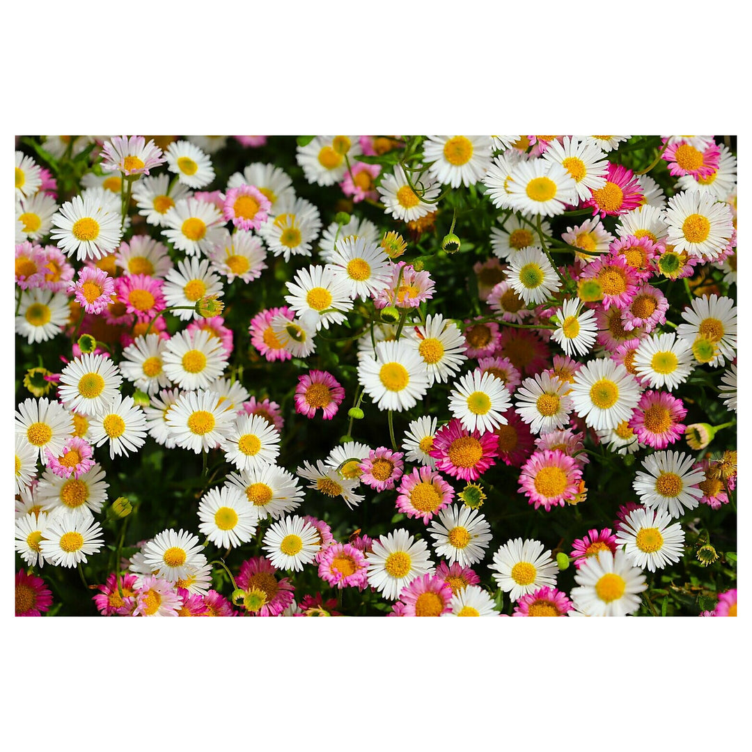 Pink White Karvinskianus Flower Seeds for Planting – Heirloom, Non-GMO, Organic Garden Seeds, High Germination | Neera Seeds product photo [neera-v4-7a5da882f1ef2f24cb88]