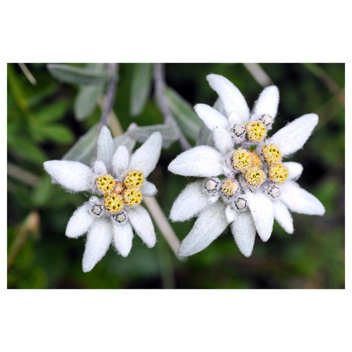 Heirloom Non-GMO White Leontopodium Flower Seeds for Planting – Alpine Blooms for Rock and Container Gardens | Neera Seeds product photo [neera-v4-7a8ac8f667bcf322bfa6]