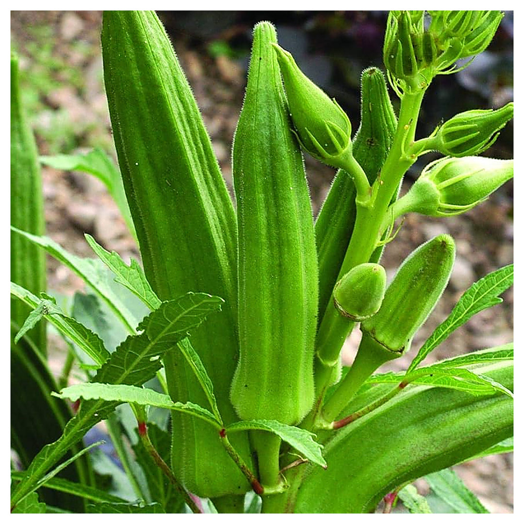 Okra (Winter Variety) Seeds for Planting – Heirloom, Non-GMO Vegetable Seeds for Home Garden, High Yield &amp; Heat Tol | Neera Seeds product photo [neera-v4-7a91b9e7d5f8568ed8f5]