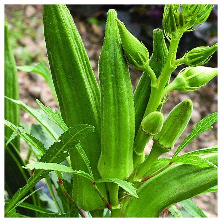 Okra (Winter Variety) Seeds for Planting – Heirloom, Non-GMO Vegetable Seeds for Home Garden, High Yield &amp; Heat Tol | Neera Seeds product photo [neera-v4-7a91b9e7d5f8568ed8f5]