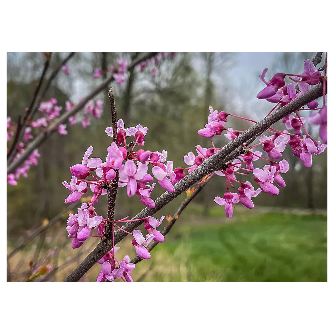 Heirloom Non-GMO Redbud Flower Seeds for Planting – Vibrant Ornamental Tree Seeds | Neera Seeds product photo [neera-v4-7a93c0881bda56dd08b9]