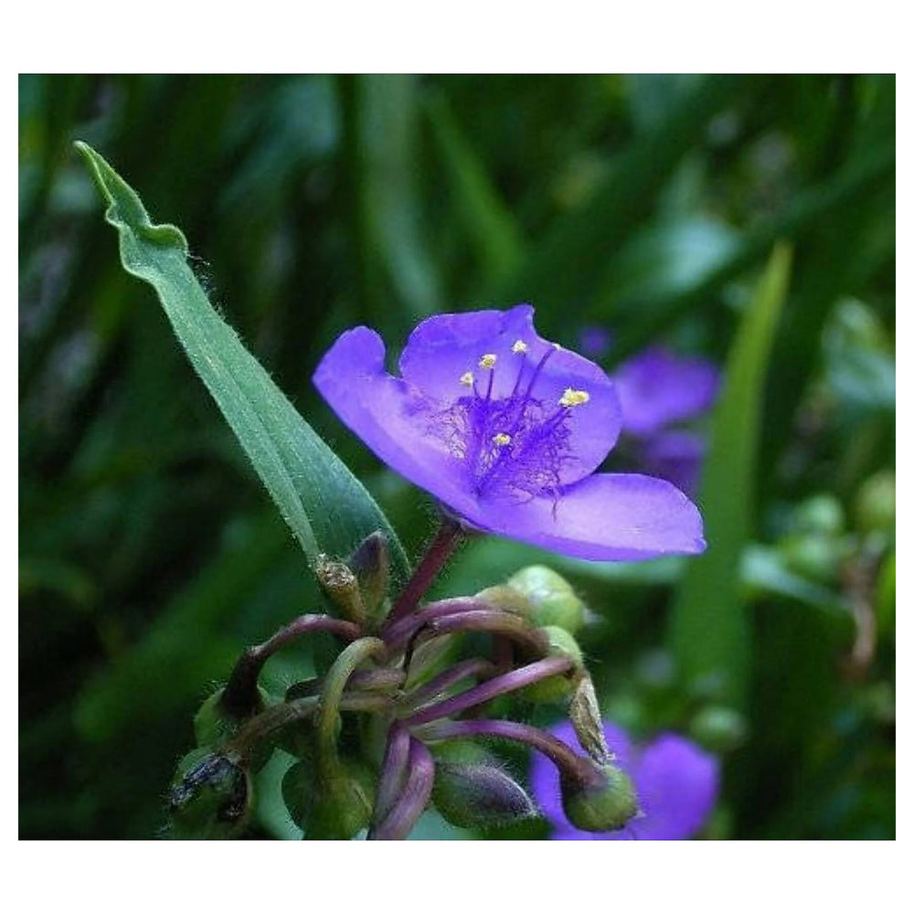 Organic Purple Spiderwort Flower Seeds for Planting – Heirloom, Non-GMO | Neera Seeds product photo [neera-v4-7a9ab4a09a64fe1b5e85]