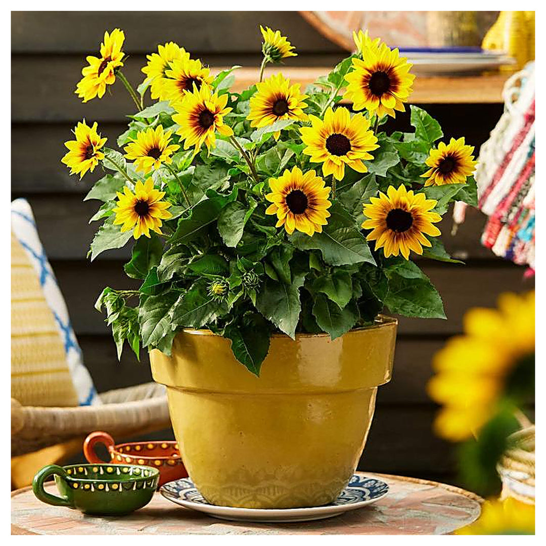 Heirloom Non-GMO Sunflower Bonsai Flower Seeds for Planting – Miniature Decorative Garden Blooms, High Germination | Neera Seeds product photo [neera-v4-7aa8c7487980db13ee38]