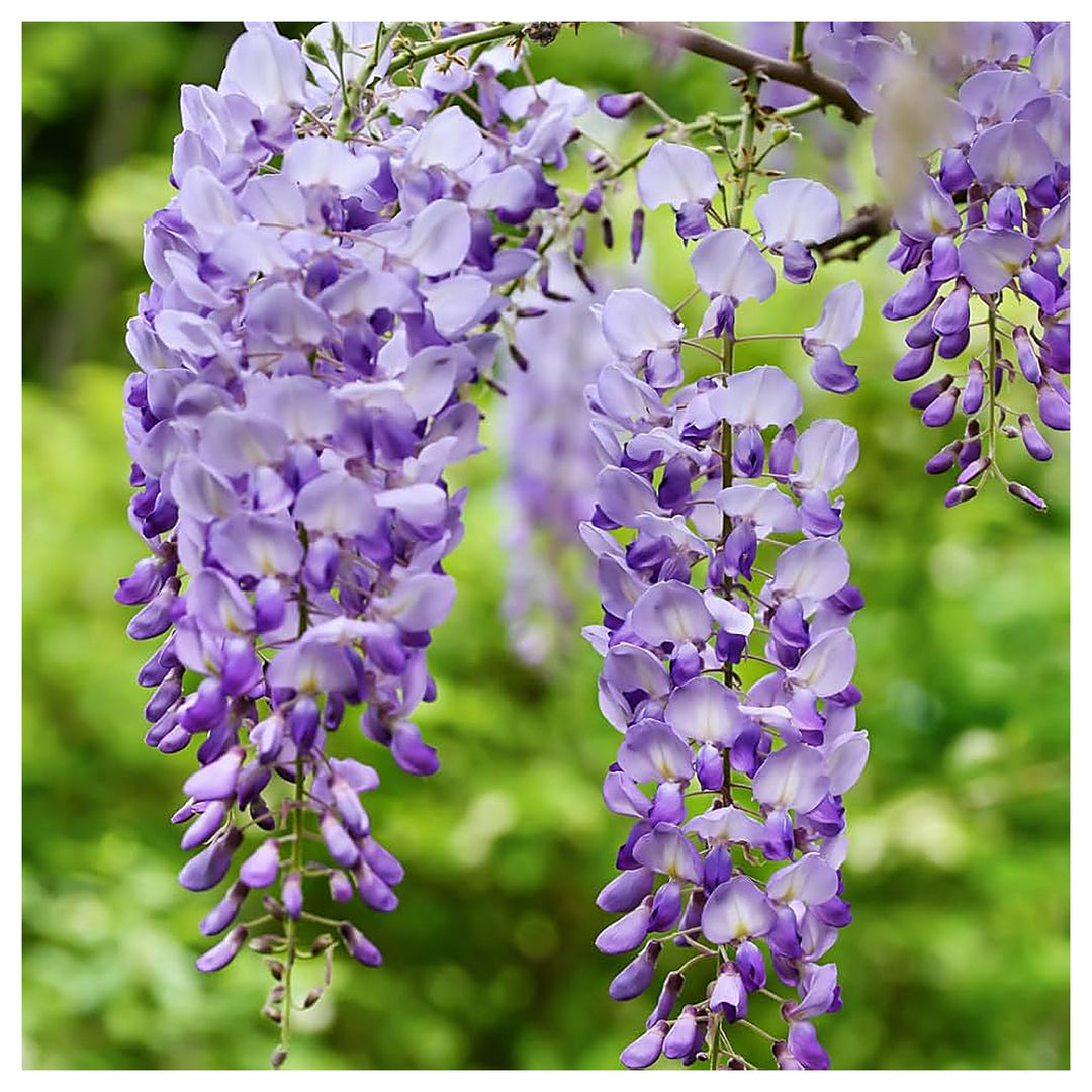 Heirloom Non-GMO Wisteria Flower Seeds for Planting – Fragrant Cascading Garden Vines, High Germination | Neera Seeds product photo [neera-v4-7abbc34bfb0d9ae86a39]