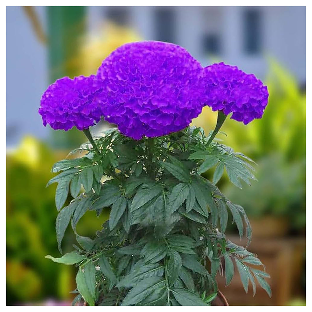 Purple Marigold Flower Seeds – Heirloom Non-GMO High Germination Organic Garden Seeds for Planting | Neera Seeds product photo [neera-v4-7ad43a26542248ab51ff]
