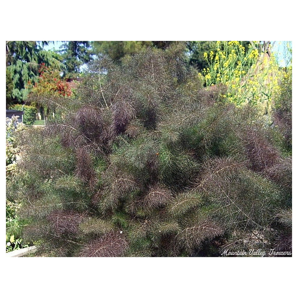 Foeniculum vulgare Bronze Fennel Seeds – Heirloom, Non-GMO, High Germination Organic Garden Seeds for Planting – Ar | Neera Seeds product photo [neera-v4-7ae78731f0c886607a83]