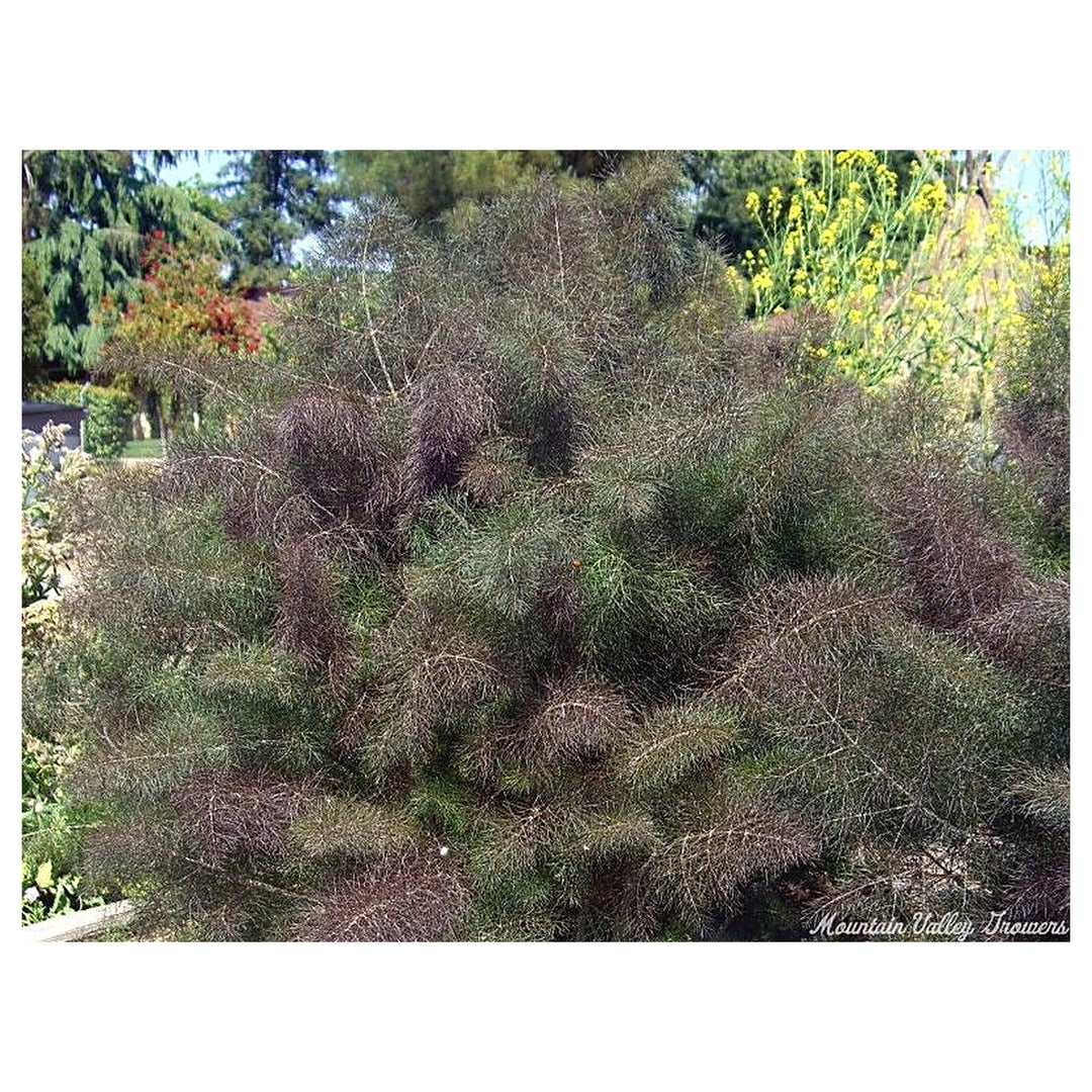 Foeniculum vulgare Bronze Fennel Seeds – Heirloom, Non-GMO, High Germination Organic Garden Seeds for Planting – Ar | Neera Seeds product photo [neera-v4-7ae78731f0c886607a83]