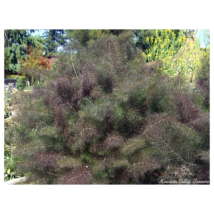 Foeniculum vulgare Bronze Fennel Seeds – Heirloom, Non-GMO, High Germination Organic Garden Seeds for Planting – Ar | Neera Seeds product photo [neera-v4-7ae78731f0c886607a83]