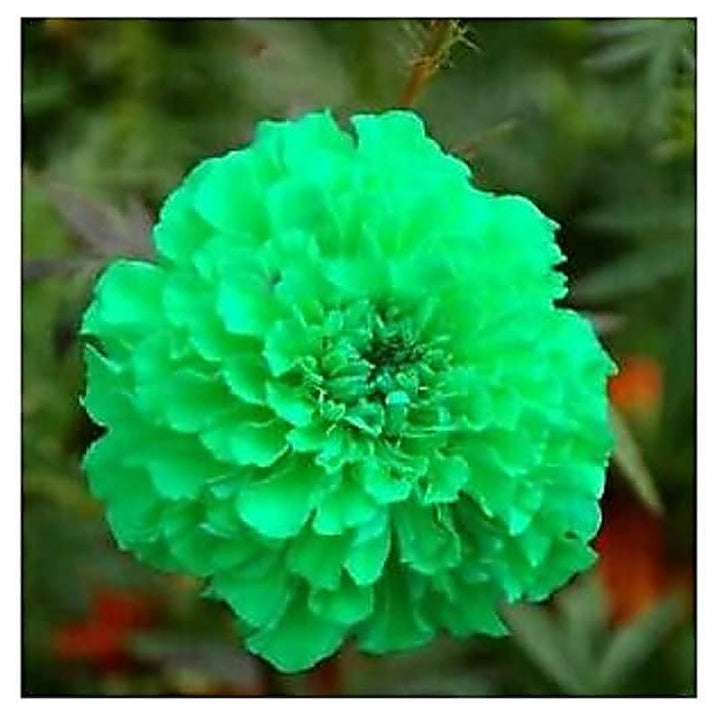 Marigold Green Flower Seeds for Planting – Heirloom, Non-GMO, High Germination Organic Garden Seeds for Home Garden | Neera Seeds product photo [neera-v4-7af43d4a1b7dac024acf]
