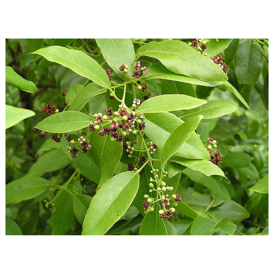 Santalum Album Plant Seeds – Heirloom Non-GMO Seeds for Aromatic Garden | Neera Seeds product photo [neera-v4-7af55a39f7beecb5765b]