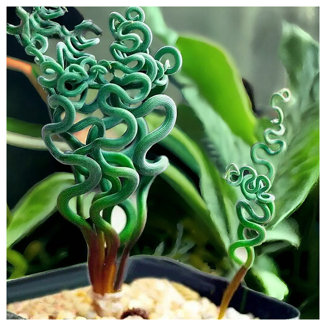 Organic Heirloom Non-GMO Spiralis Seeds for Planting – Fresh Vibrant Ornamental Plants | Neera Seeds product photo [neera-v4-7b013e96d7e5152fc1fe]