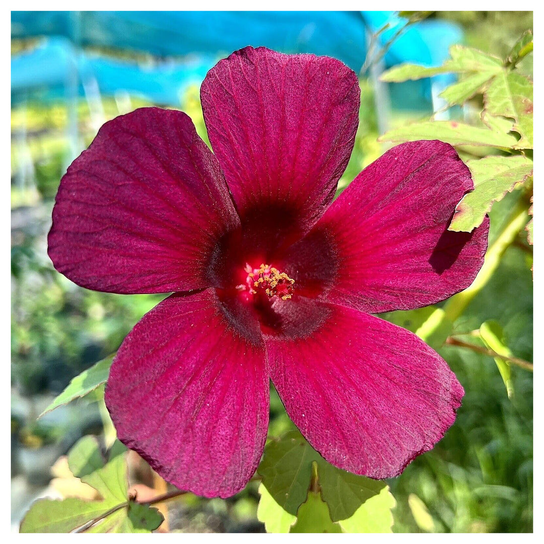 Red Hibiscus Sabdariffa Roselle Flowers And Drought Tolerant Ornamental Planting Flower Seeds | Neera Seeds product photo [neera-v4-7b02ce41c1f4871f6a52]
