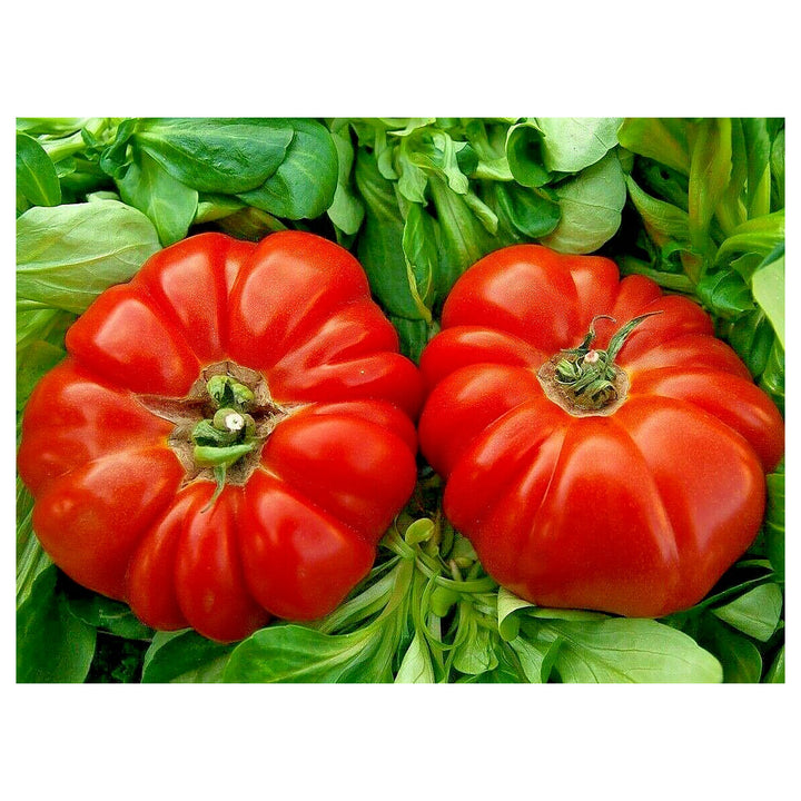 Giant Oxheart Tomato Vegetable Seeds for Planting | Heirloom, Non-GMO, High Germination, Organic Garden Seeds | Neera Seeds product photo [neera-v4-7b0cb7d964a00e69cfa6]