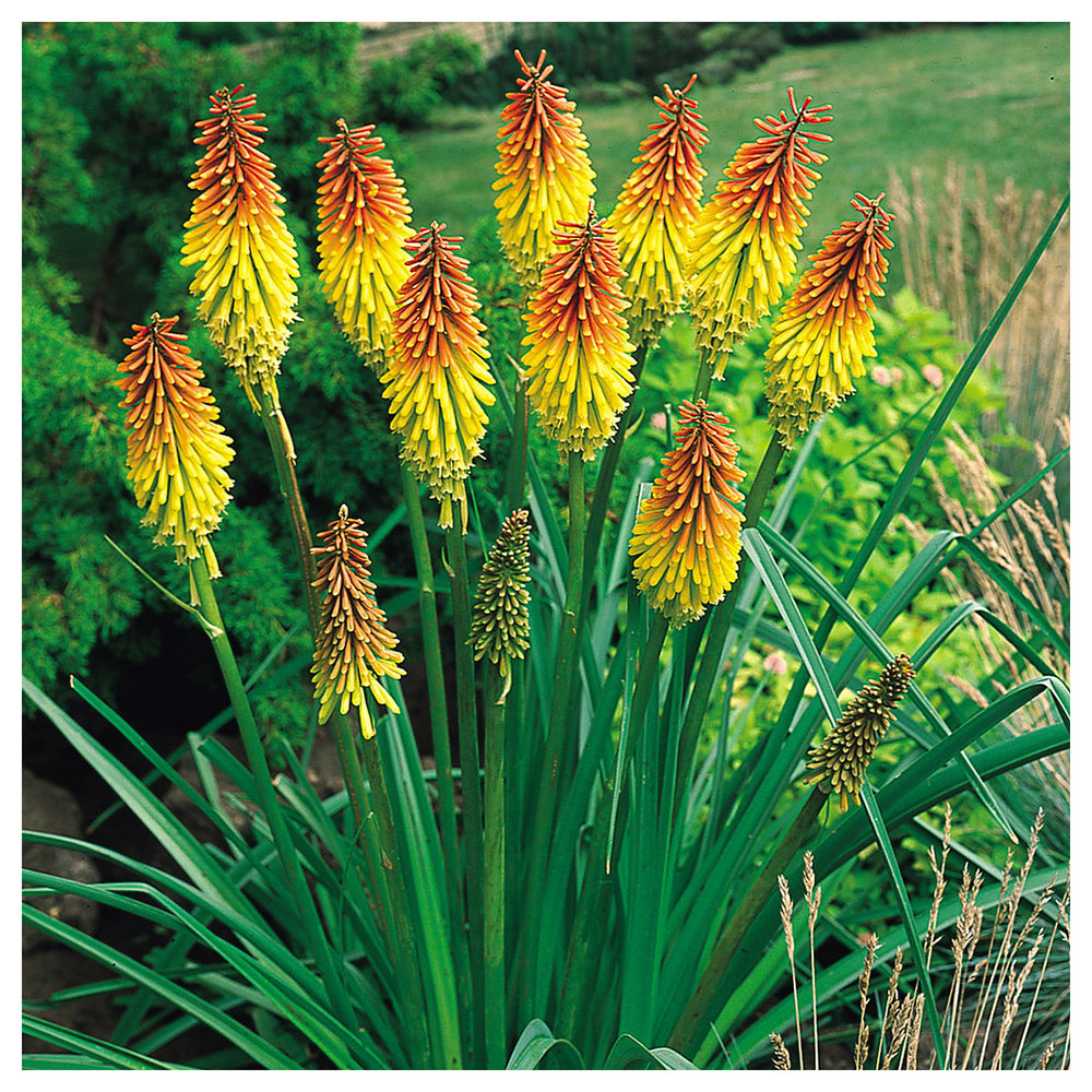 Heirloom Non-GMO Kniphofia Uvaria Flower Seeds for Planting – Exotic Torch-Lily Blooming Seeds | Neera Seeds product photo [neera-v4-7b105e74cf55b7d4a0e5]