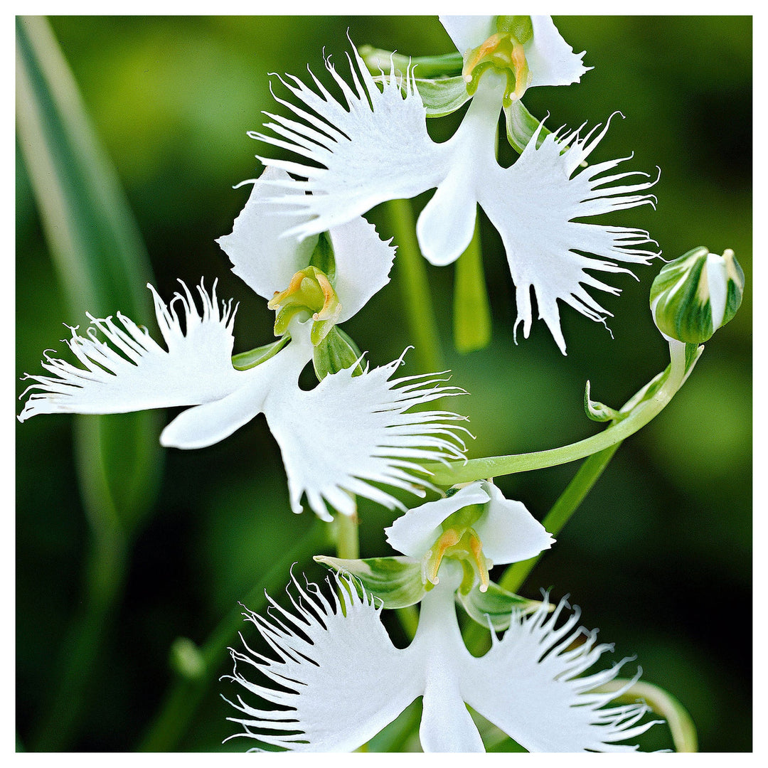 ]White Orchid Garden Terrace Flower Seeds for Planting – Heirloom Non-GMO High Germination Organic Seeds | Neera Seeds product photo [neera-v4-7b1075e999933d4d7a61]