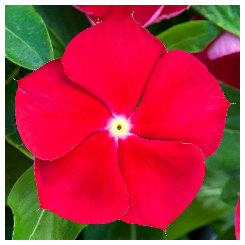 Vinca Red Flower Seeds for Planting – Organic, Heirloom, Non-GMO Blooming Seeds | Neera Seeds product photo [neera-v4-7b1569c0e3df791949e3]