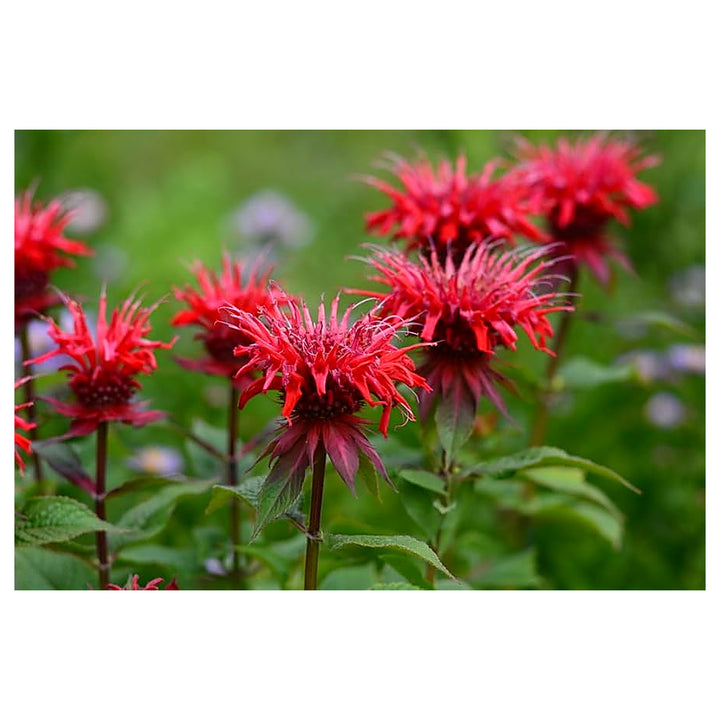 Organic Heirloom Monarda Flower Seeds for Planting – Mixed Panorama Bee Balm Non-GMO Organic Garden Seeds | Neera Seeds product photo [neera-v4-7b201466c794f31455ff]