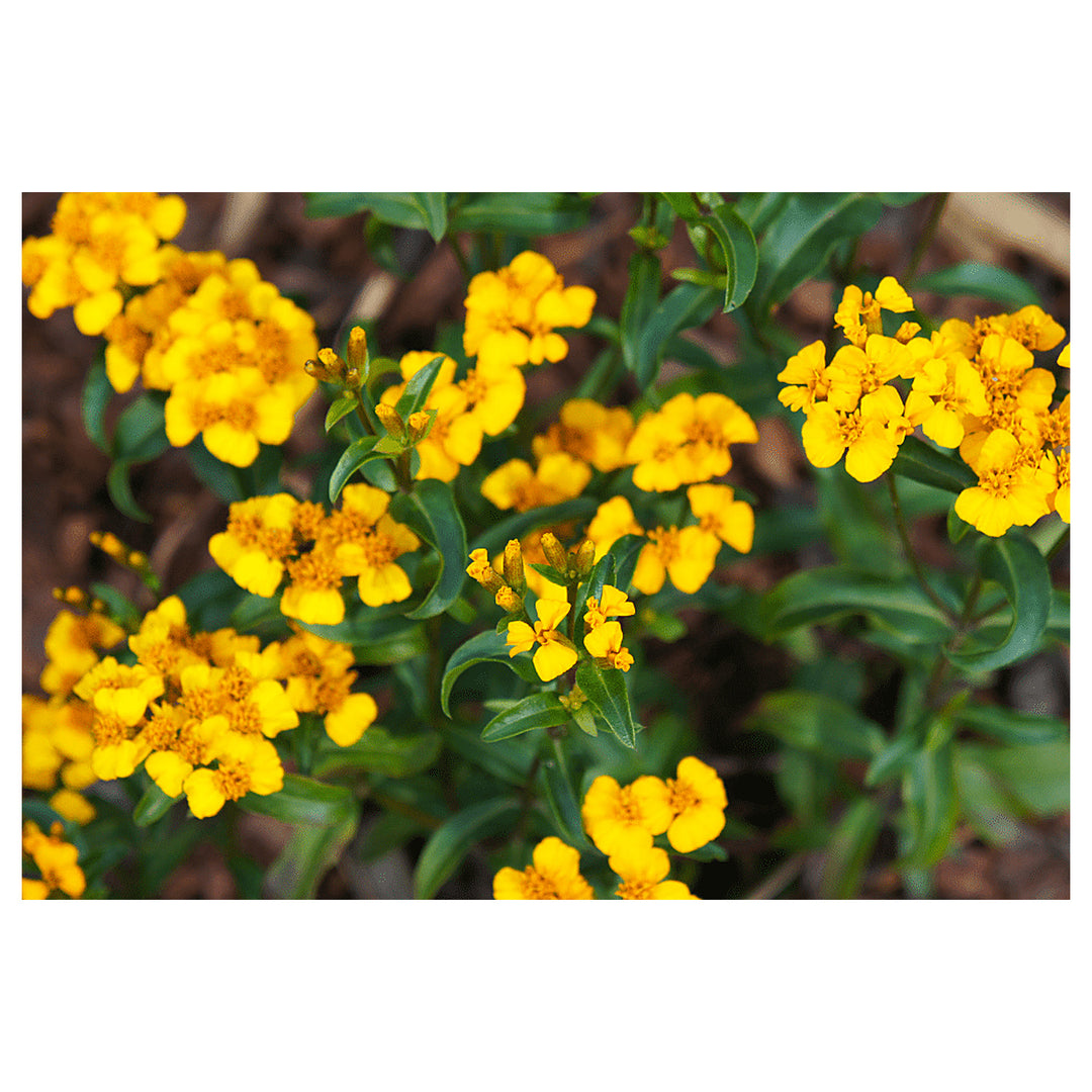 Heirloom Mint Marigold Flower Seeds, Non-GMO Fragrant Blooms for Herb and Garden Planting | Neera Seeds product photo [neera-v4-7b2f4076c936dcbebffc]