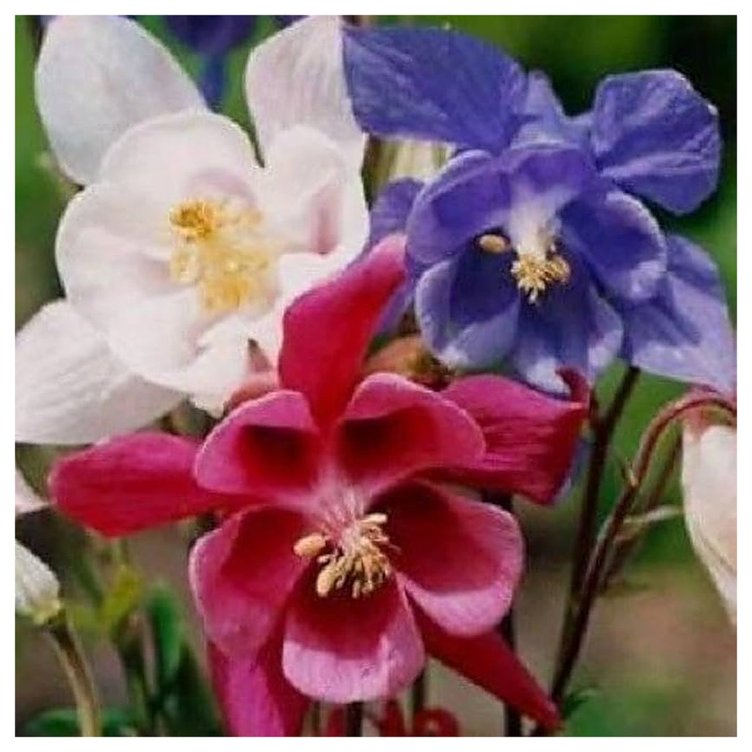 Double Aquilegia Columbine Aquilegia Spp Flower For Planting Flower Seeds for Home Garden Planting, | Neera Seeds product photo [neera-v4-7b3bf297b3ec02814de7]