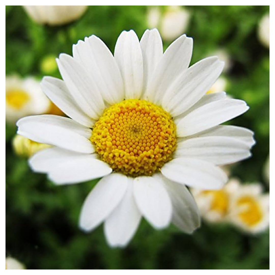 White Chrysanthemum Paludosum Flower Summer Garden Flower Seeds Home Garden Planting, | Neera Seeds product photo [neera-v4-7b3eb64a58ae14af9d31]