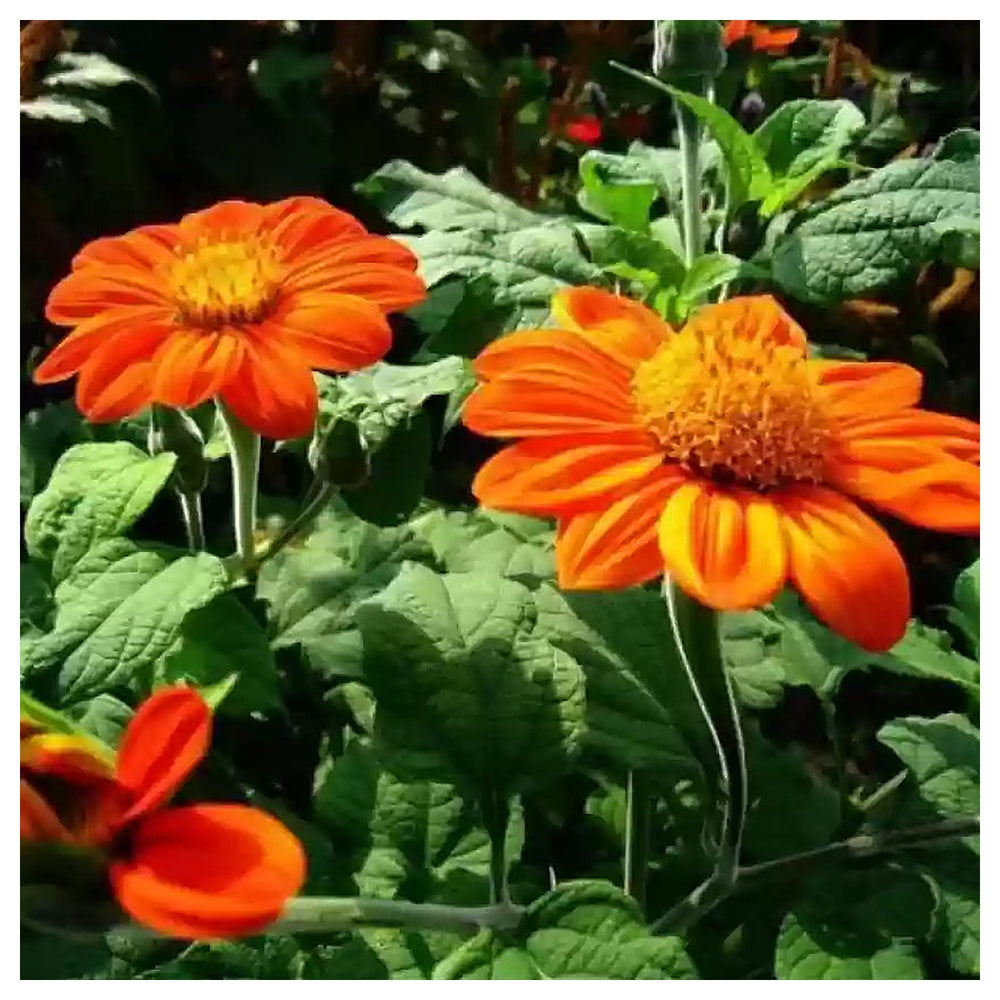 Heirloom Non-GMO Tithonia Flower Seeds for Planting – High Germination Organic Butterfly Garden Seeds | Neera Seeds product photo [neera-v4-7b3ffb1ce63ec9961177]