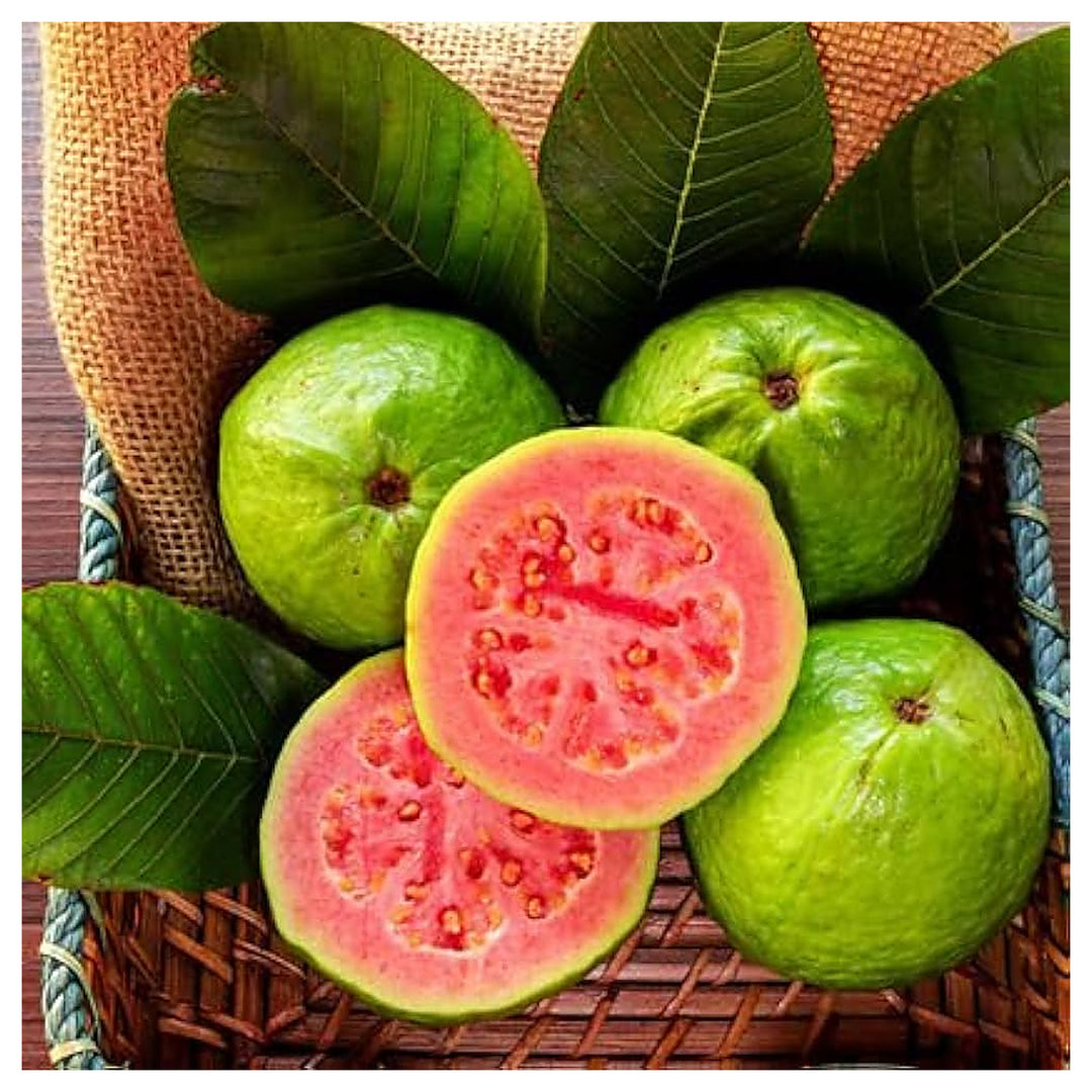 Guava Fruit Seeds for Planting - Tropical Guavas Full of Flavor, Heirloom &amp; Non-GMO Seeds | Neera Seeds product photo [neera-v4-7b484f1177a2be76b7f5]