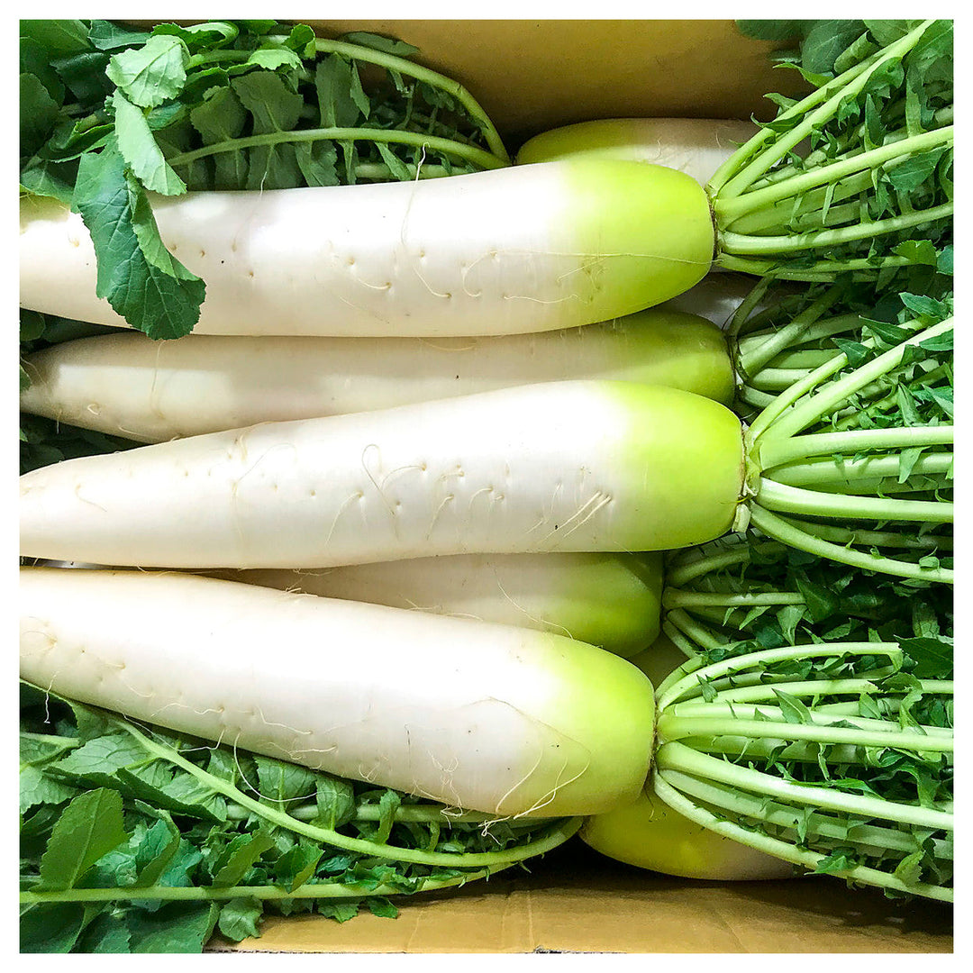 Smooth White Daikon Radish Seeds – Asian White Heirloom Vegetable Seeds for Planting, Non-GMO &amp; High Yield | Neera Seeds product photo [neera-v4-7b4c3a702767a9f8c49a]