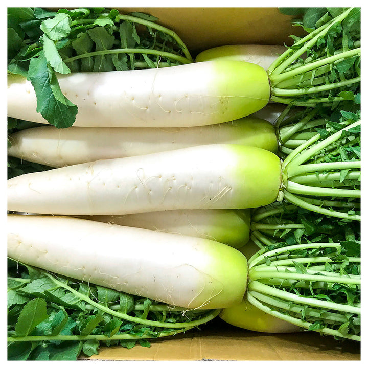 Smooth White Daikon Radish Seeds – Asian White Heirloom Vegetable Seeds for Planting, Non-GMO &amp; High Yield | Neera Seeds product photo [neera-v4-7b4c3a702767a9f8c49a]