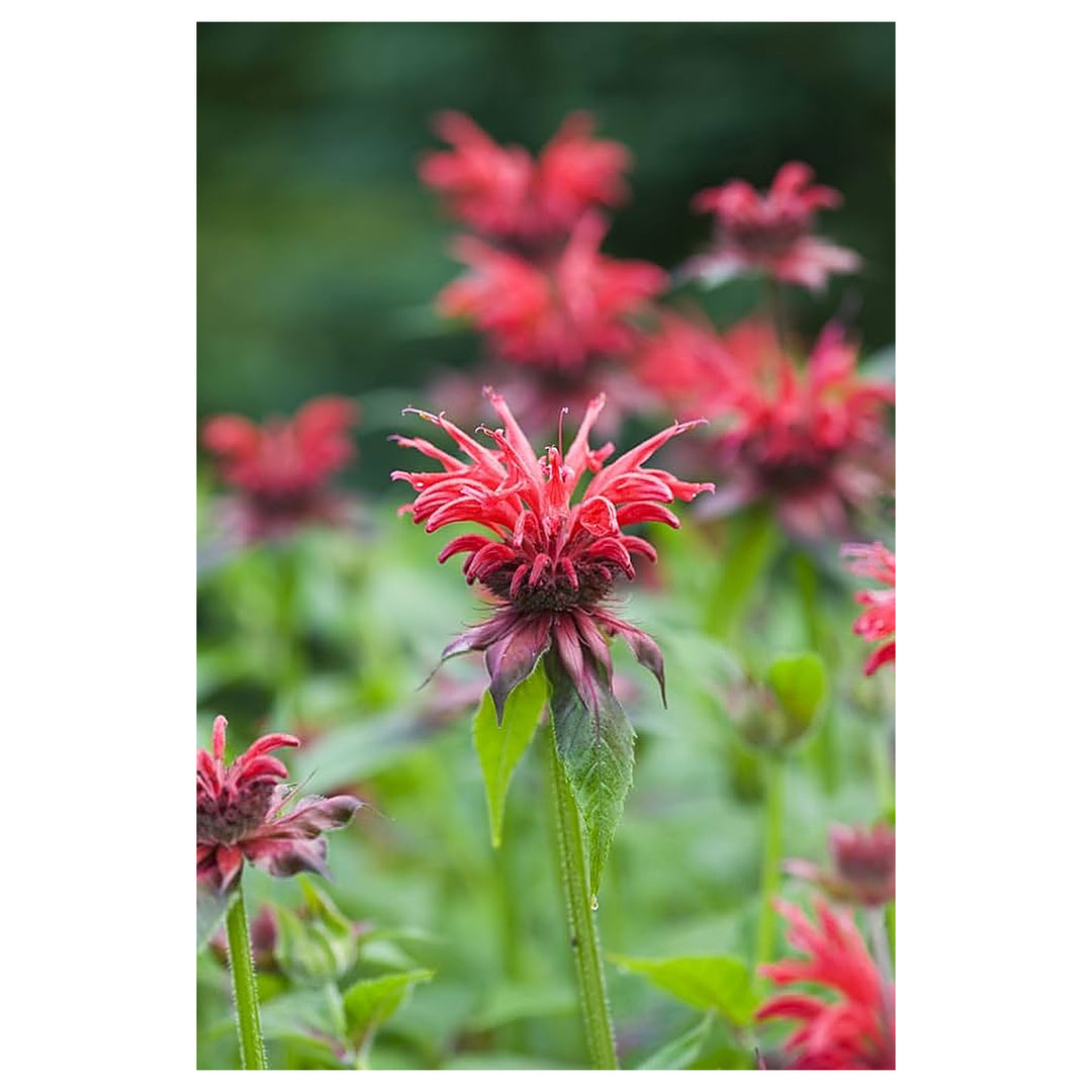 Organic Heirloom Monarda Flower Seeds for Planting – Mixed Panorama Bee Balm Non-GMO Organic Garden Seeds | Neera Seeds product photo [neera-v4-7b5af1950456b4c827d6]