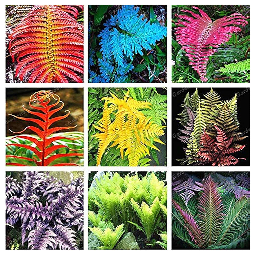 Fern Mixed Colour Plant Seeds for Planting – Heirloom Non-GMO High Germination Organic Garden Seeds | Neera Seeds product photo [neera-v4-7b62aa656cae50f089fd]