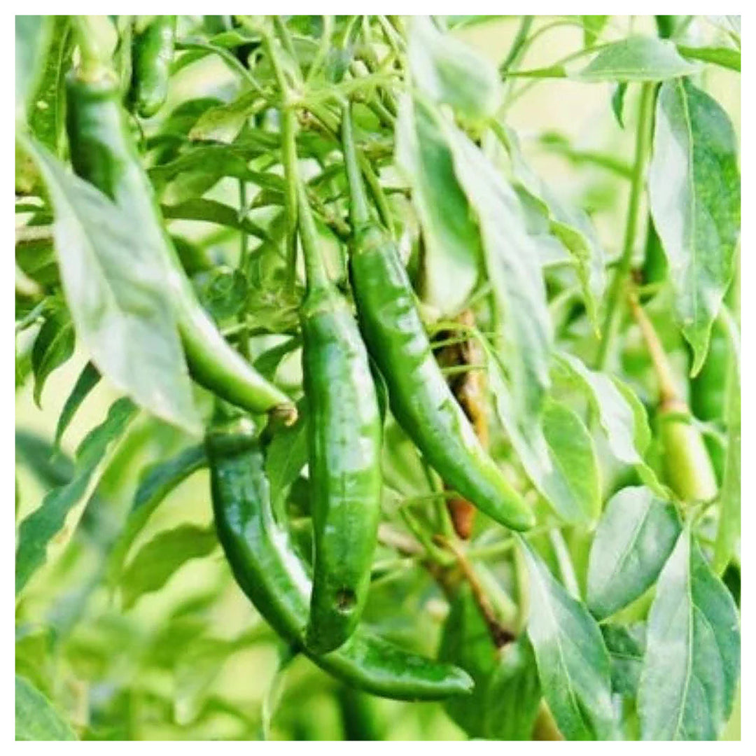 Fresh Harvest Hot Serrano Pepper Planting Nongmo Heirloom Variety Non Gmo Flower Seeds Home | Neera Seeds product photo [neera-v4-7b6fdae2a9302036d16a]