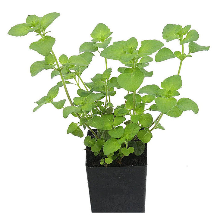 Green Calamintha Herb Plant Seeds for Planting | Heirloom, Non-GMO, High Germination Organic Garden Seeds for Kitch | Neera Seeds product photo [neera-v4-7b718be75cba490f83ad]