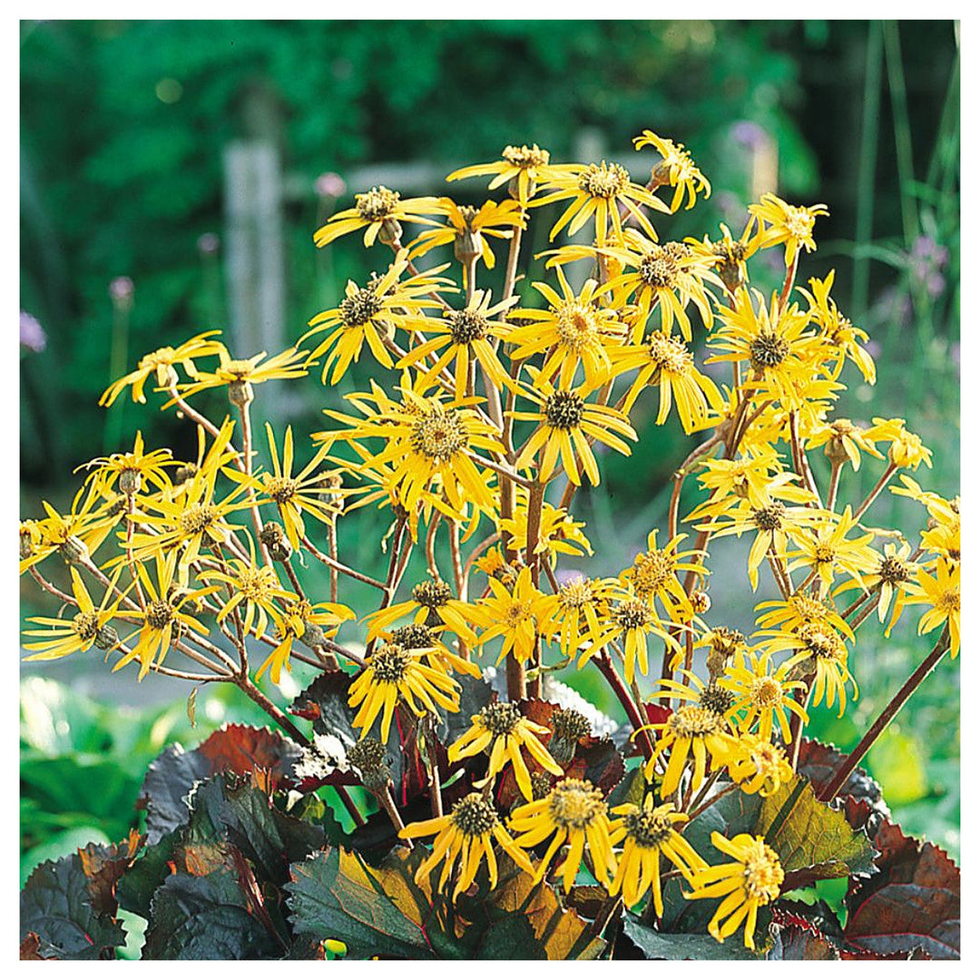 Heirloom Non-GMO Britt-Marie Crawford Flower Seeds for Planting – Bold Foliage and Garden Blooms | High Germination | Neera Seeds product photo [neera-v4-7b72b9220c49ff414b2e]