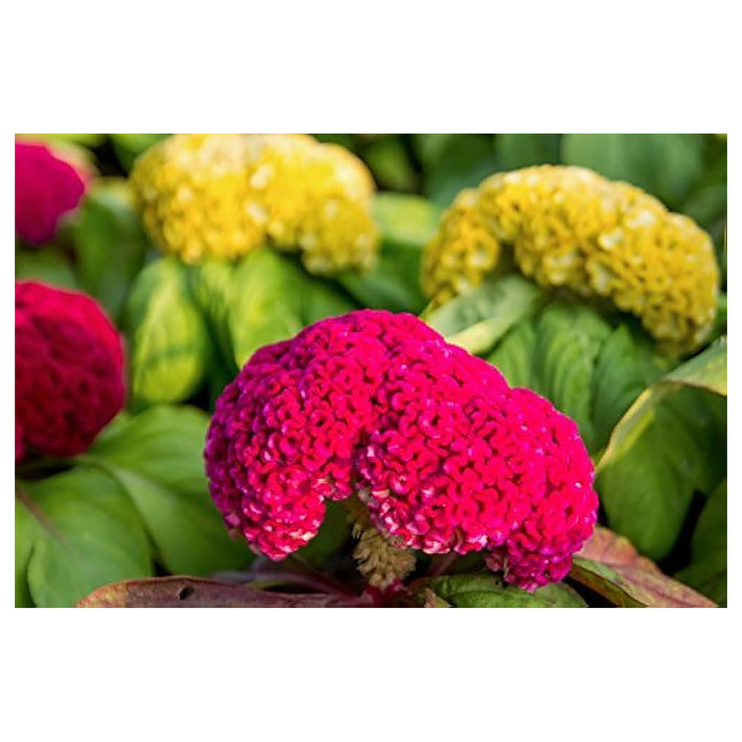 Celosia Cockscomb Mixed Colors Flower Flower Seeds Home Garden Planting, Decorative Organic | Neera Seeds product photo [neera-v4-7b7ee878b3bfe4f4d297]