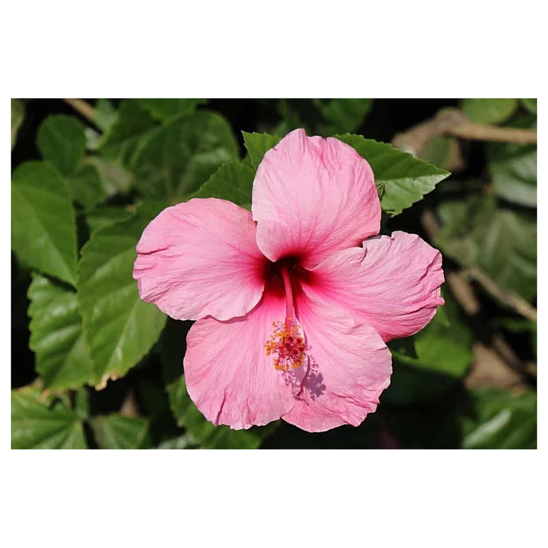 Heirloom Non-GMO Hibiscus Bonsai Flower Seeds for Planting – Miniature Tropical Garden Blooms | Neera Seeds product photo [neera-v4-7b92bb94d69b8fba1dc6]