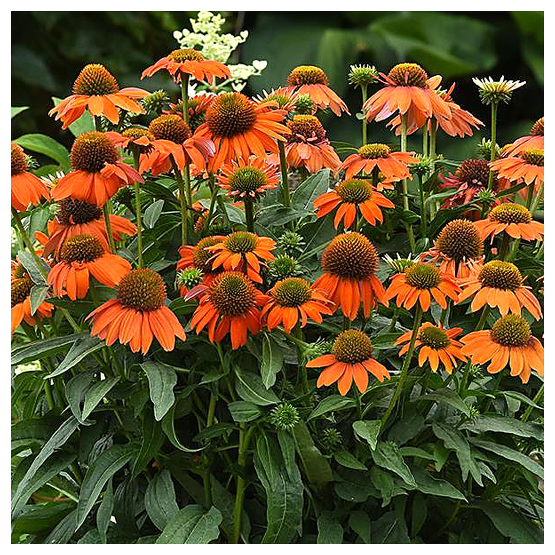 Orange Echinacea Flower Seeds for Planting – Heirloom, Non-GMO, High Germination Seeds to Attract Pollinators &amp; Bee | Neera Seeds product photo [neera-v4-7b92f54679d79c6e8d3e]