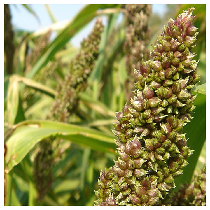 Japanese Reed Millet Seeds for Planting – High-Yield Ornamental and Wildlife Forage Grass, Heirloom Non-GMO Seeds | Neera Seeds product photo [neera-v4-7b93c22a4cee546f700e]