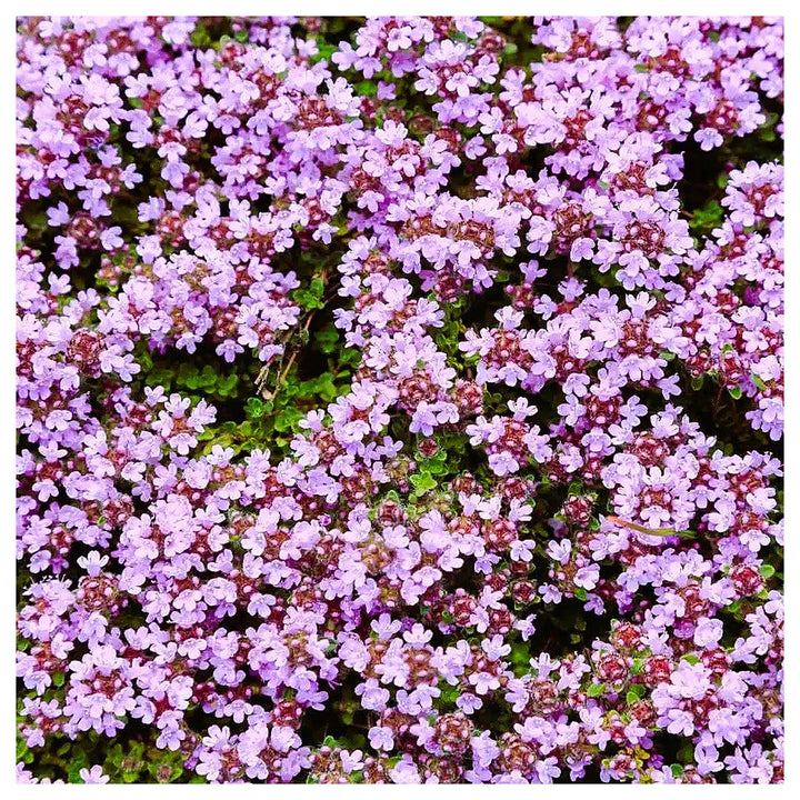 Heirloom Non-GMO Pink Creeping Thyme Plant Seeds – Fragrant Ground Cover for Garden | Neera Seeds product photo [neera-v4-7b96f5717afe7556205c]