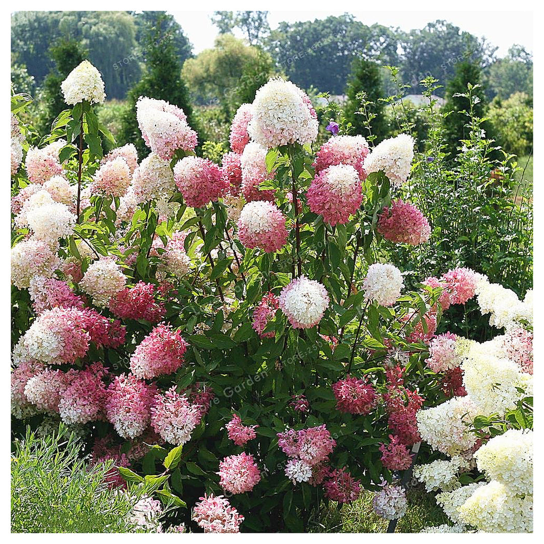 Vanilla Strawberry Hydrangea Hydrangea Paniculata For Planting In Home Garden Flower Seeds for Home | Neera Seeds product photo [neera-v4-7b99dca4f201659c9410]