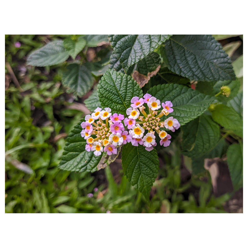 Heirloom Non-GMO Lantana Camara Flower Seeds for Planting – Colorful Drought-Tolerant Garden Blooms | Neera Seeds product photo [neera-v4-7ba50922468967472c06]