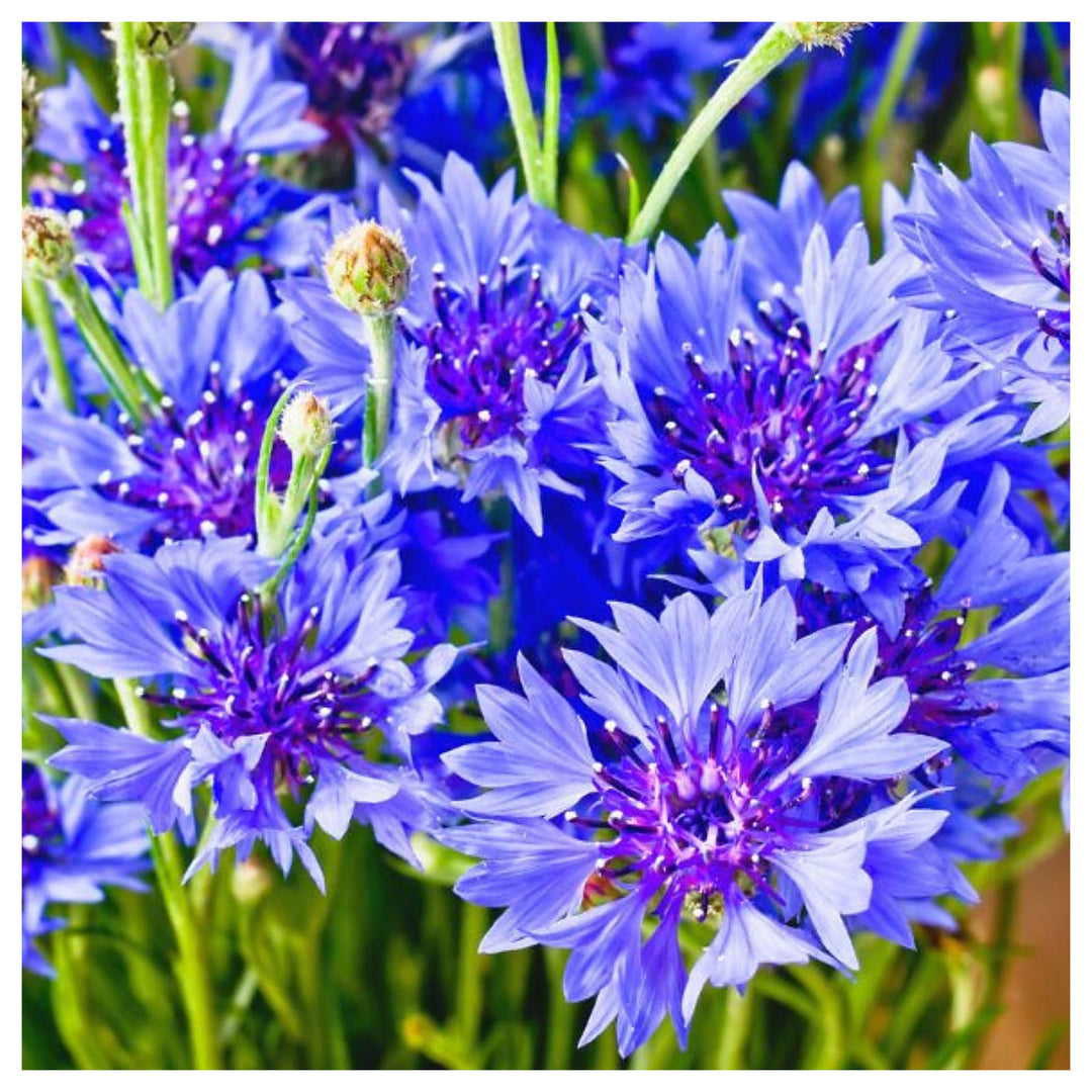Classic Romantic Mix Cornflower Centaurea Cyanus Annual For Cottage Garden Flower Seeds for Home | Neera Seeds product photo [neera-v4-7ba6bd071cfa17ee519c]