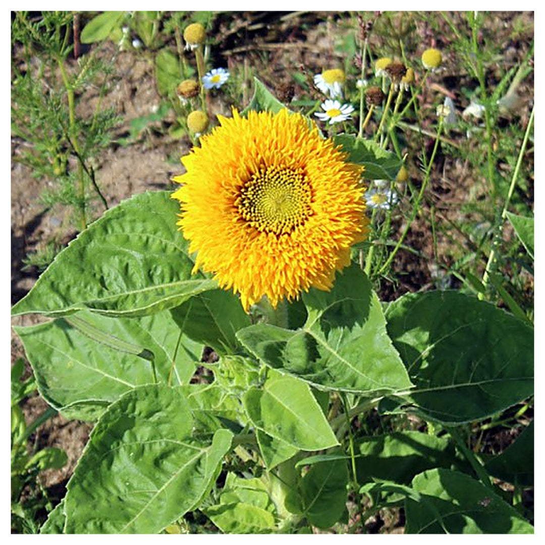 Teddyb Sonnenblumensamen For Cute Small Sunflowers Flower Seeds for Home Garden Planting, Colorful | Neera Seeds product photo [neera-v4-7baeb8d810d92236089a]